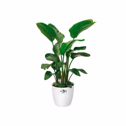 elho 8711904142322 jardinière Blanc Plastique - Vue supplémentaire 5