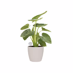 elho aqua care - Vue supplémentaire 3