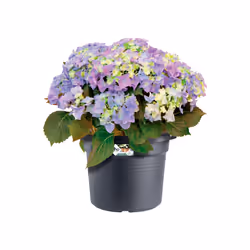elho green basics cilinder 65cm Extérieure Kit de plantation en pot Autonome Polypropylène (PP) Noir