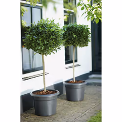 elho green basics cilinder 65cm Extérieure Kit de plantation en pot Autonome Polypropylène (PP) Noir - Vue supplémentaire 4