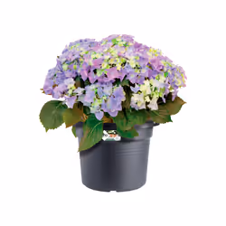 elho 8711904149239 jardinière Noir Plastique