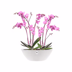 elho brussels diamond oval 36cm Intérieure Kit de plantation en pot Autonome Polypropylène (PP) Blanc