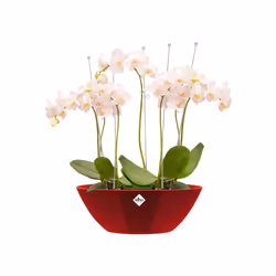elho 8711904149444 jardinière Rouge Plastique