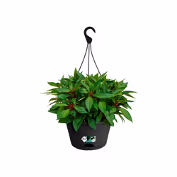 elho green basics hanging basket 28cm Extérieure Panier suspendu pour plantes Support Polypropylène (PP) Noir