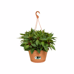 elho green basics hanging basket 28cm Extérieure Panier suspendu pour plantes Support Polypropylène (PP) Terre cuite