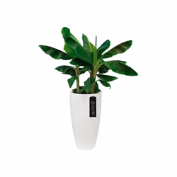 elho pure soft round high 30 Intérieur & extérieur Kit de plantation en pot Autonome Polyéthylène à basse densité linéaire Blanc