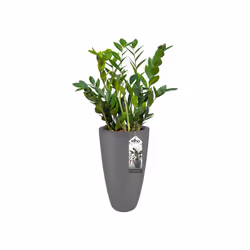 elho pure soft round high 30 Intérieur & extérieur Kit de plantation en pot Autonome Polyéthylène à basse densité linéaire Anthracite