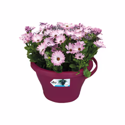 elho corsica drainpipe clicker 24cm Extérieure Kit de plantation en pot Support Polypropylène (PP) Cerise