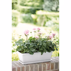 elho 8711904157425 accessoire de plantation Soucoupe