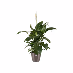 elho 8711904173258 jardinière Gris Plastique