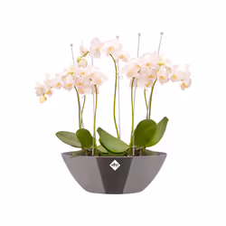 elho 8711904178963 jardinière Gris Plastique