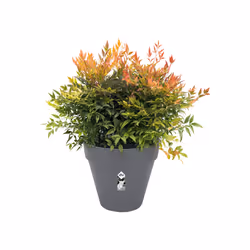 elho loft urban round 30 Extérieure Kit de plantation en pot Autonome Polypropylène (PP) Anthracite - Vue supplémentaire 4