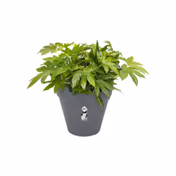 elho loft urban round 50 Extérieure Kit de plantation en pot Autonome Polypropylène (PP) Anthracite