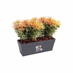 elho loft urban trough 50 Extérieure Kit de plantation en pot Autonome Polypropylène (PP) Anthracite