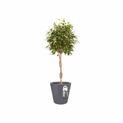 elho pure straight round 50 Intérieur & extérieur Kit de plantation en pot Autonome Polyéthylène à basse densité linéaire Anthracite