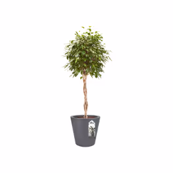elho 8711904193881 jardinière Noir Plastique