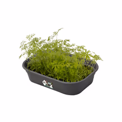 elho 8711904194307 accessoire de plantation