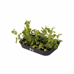 elho 8711904194338 accessoire de plantation