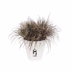 elho loft urban round 60 Extérieure Kit de plantation en pot Autonome Polypropylène (PP) Blanc - Vue supplémentaire 3