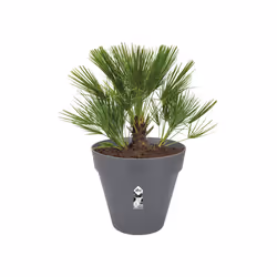 elho loft urban round 60 Extérieure Kit de plantation en pot Autonome Polypropylène (PP) Anthracite