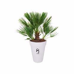 elho loft urban round high 42 Extérieure Kit de plantation en pot Autonome Polypropylène (PP) Blanc