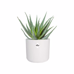elho 8711904229252 jardinière Blanc Plastique - Vue supplémentaire 5
