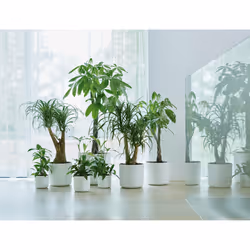 elho 8711904229610 jardinière Blanc Plastique - Vue supplémentaire 5