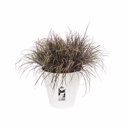 elho 8711904230234 jardinière Blanc Plastique