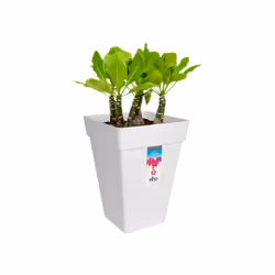 elho loft urban square high 30 Extérieure Kit de plantation en pot Autonome Polypropylène (PP) Blanc