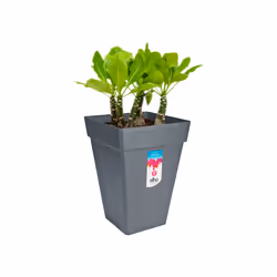 elho loft urban square high 37 Extérieure Kit de plantation en pot Autonome Polypropylène (PP) Anthracite