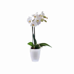 elho Brussels Orchid High Intérieure Kit de plantation en pot Autonome Polypropylène (PP) Blanc