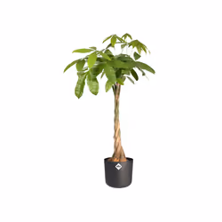 elho b.for soft round 22cm Intérieure Kit de plantation en pot Autonome Polypropylène (PP) Anthracite - Vue supplémentaire 4