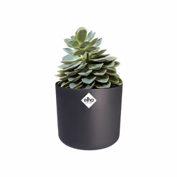 elho b.for soft round 22cm Intérieure Kit de plantation en pot Autonome Polypropylène (PP) Anthracite - Vue supplémentaire 5