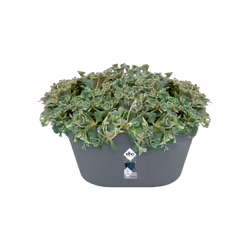 elho loft urban wall basket 40 Extérieure Panier suspendu pour plantes Mural Polypropylène (PP) Anthracite