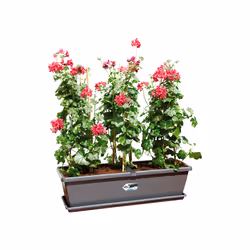 elho 8711904247102 accessoire de plantation Soucoupe