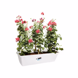 elho barcelona xl 60cm Extérieure Kit de plantation en pot Autonome Polypropylène (PP) Blanc