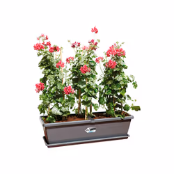 elho barcelona xl 60cm Extérieure Kit de plantation en pot Autonome Polypropylène (PP) Anthracite