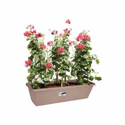 elho 8711904247348 pot à fleurs Extérieure Plastique Marron