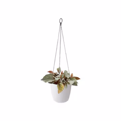 elho brussels hanging basket 18cm Intérieure Panier suspendu pour plantes Support Polypropylène (PP) Blanc