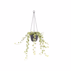 elho brussels hanging basket 18cm Intérieure Panier suspendu pour plantes Support Polypropylène (PP) Anthracite
