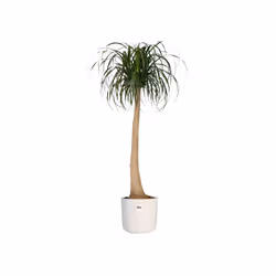 elho 8711904249427 jardinière Blanc Plastique