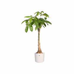 elho 8711904249427 jardinière Blanc Plastique - Vue supplémentaire 4