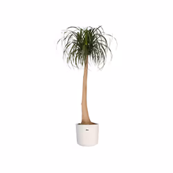 elho b.for soft round 35cm Intérieure Kit de plantation en pot Autonome Polypropylène (PP) Blanc
