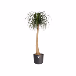 elho b.for soft round 35cm Intérieure Kit de plantation en pot Autonome Polypropylène (PP) Anthracite
