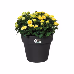 elho 8711904267728 jardinière Noir Plastique
