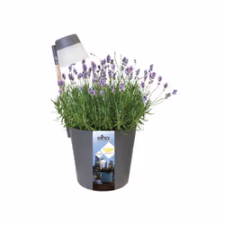 elho flower light Extérieure Kit de plantation en pot Autonome Polypropylène (PP) Anthracite