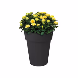 elho Green Basics Top Planter Hight Extérieure Kit de plantation en pot Autonome Polypropylène (PP) Noir