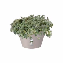elho 8711904272531 jardinière Gris Plastique