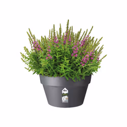 elho loft urban bowl 35 Extérieure Kit de plantation en pot Autonome Polypropylène (PP) Anthracite