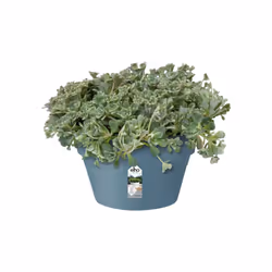 elho loft urban bowl 35 Extérieure Kit de plantation en pot Autonome Polypropylène (PP) Bleu